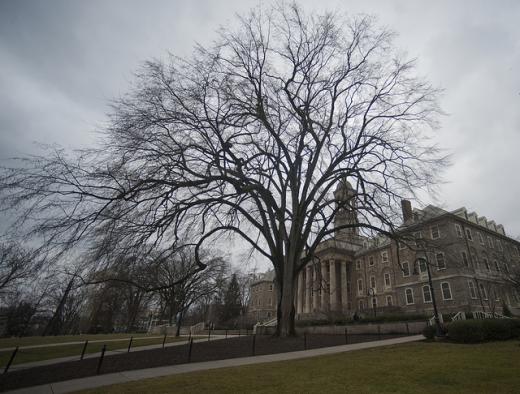 State College - Elm Tree