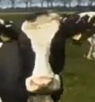 Viral Videos: Cowabunga Dude It’s Been a Long Long Winter