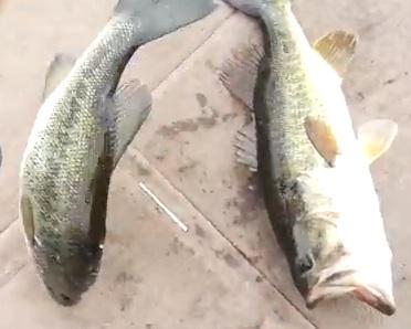 Viral Video: It’s Fishing Season, Who Needs a Rod & Reel?