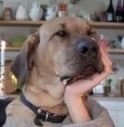 Viral Videos: Two Dogs Walk Into a Restaurant…
