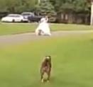 Viral Videos: Wedding Dress Run