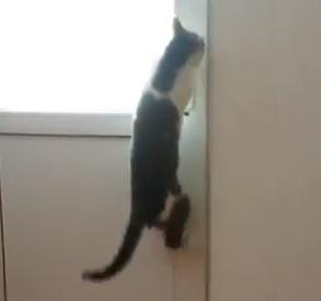 Viral Videos: Houdini the House Cat