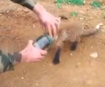 Viral Videos: Outfoxing a Jar Head
