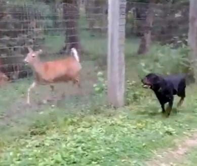 Viral Videos: Dog Runs on the Wild Side