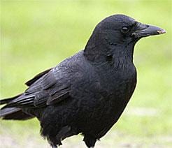 State College - 1432000_17046