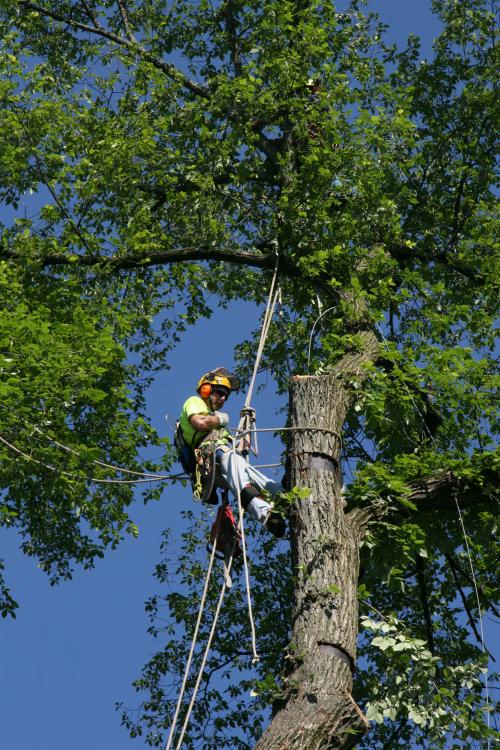 Saving Endangered Elm Trees Is An Uphill Battle State College, PA