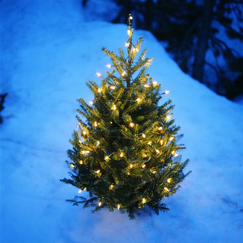 State College - Christmas Tree in the Snow