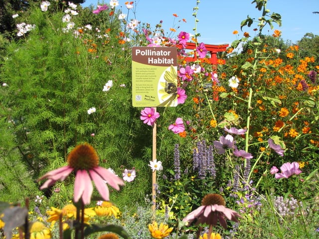 State College - Pollinator garden