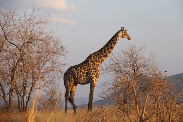 How the Giraffe Got Its Long Neck