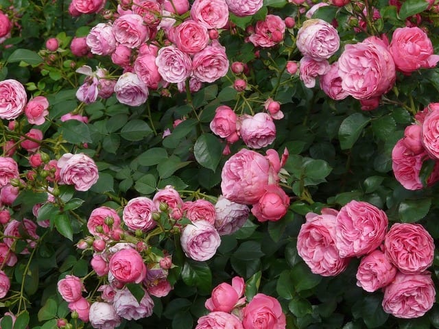 State College - Petals
