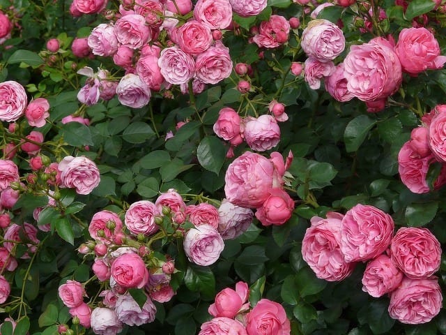 The Avid Gardener: Yes, You Can Eat Those Flowers
