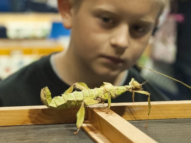 The Great Insect Fair Returns to Ag Arena