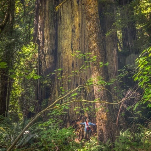 State College - Trees
