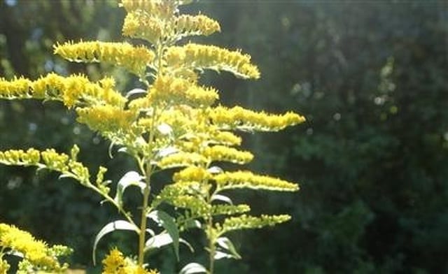 State College - Flowers