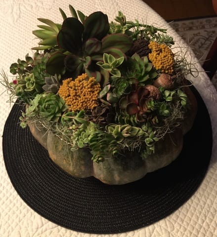 State College - pumpkins