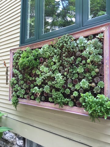 State College - Succulents