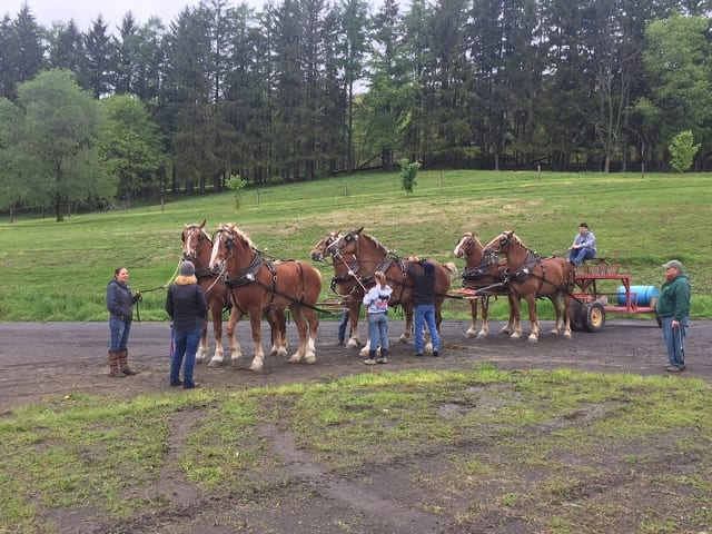 State College - horses