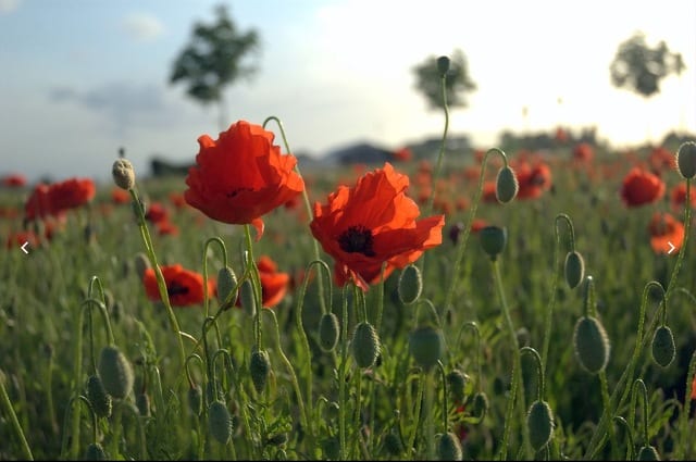 State College - Poppy