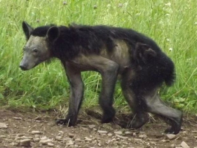 Game Commission and Penn State Partner to Address Pennsylvania Bear Mange Epidemic