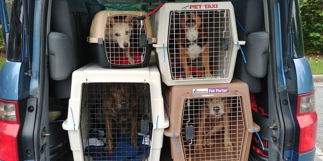 Centre County PAWS Brings Dogs North in Effort to Help Southern Agency Deal with Hurricane Effects | State College, PA Centre County PAWS Brings Dogs North in Effort to Help Southern Agency Deal with Hurricane Effects | State College, PA
