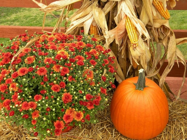 Regional happenings celebrate the season