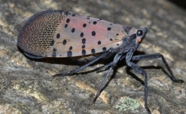 Penn State Receives $7.3 Million Research Grant to Combat Spotted Lanternfly