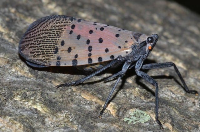 Penn State Receives $7.3 Million Research Grant to Combat Spotted Lanternfly