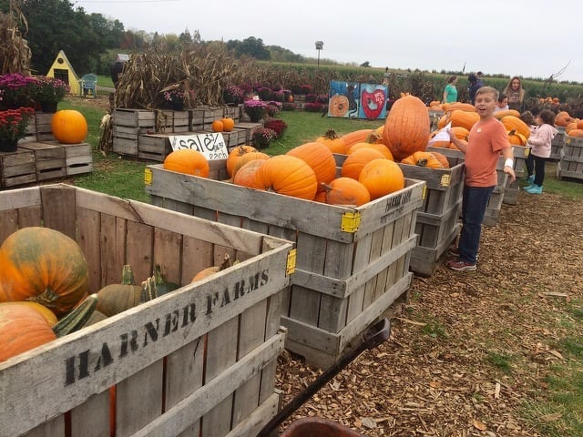 State College - Harner Farm fall