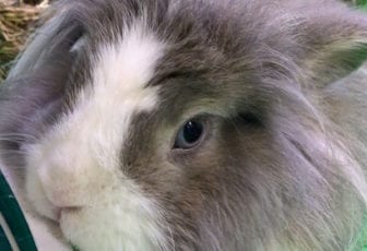 Meet State College’s Furry Celebrity: Wallace the Bunny