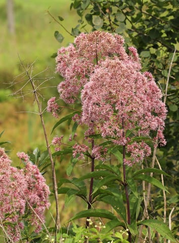 State College - 1483939_47113