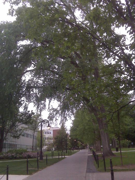 State College - Iconic elms