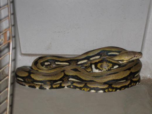 State College - Pet Python