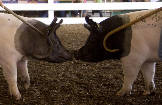 State College - Grange Fair Monday