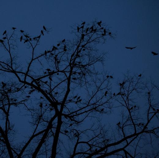 State College - Crows