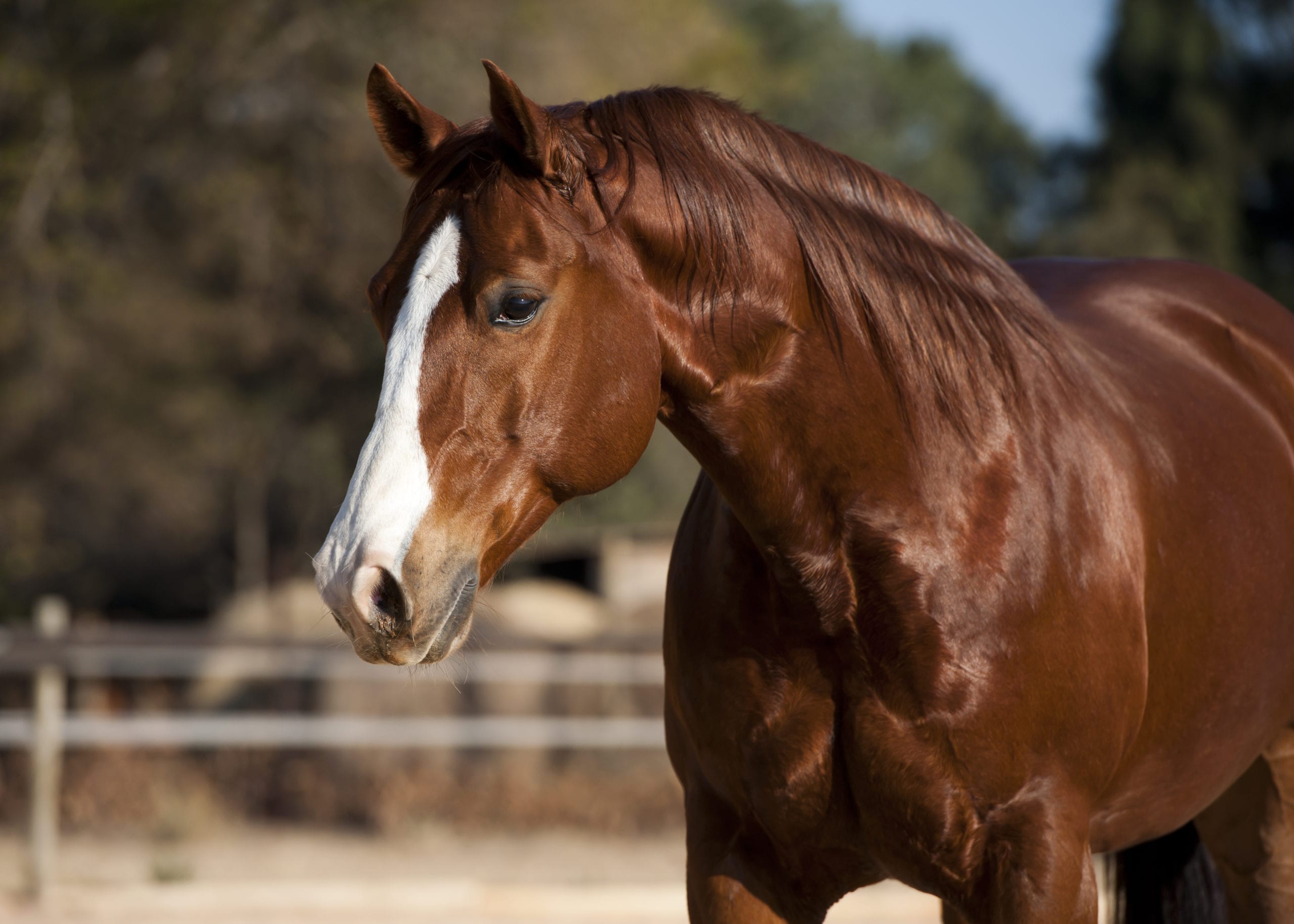 State College - Horse - American quarter horse chestnut stallion