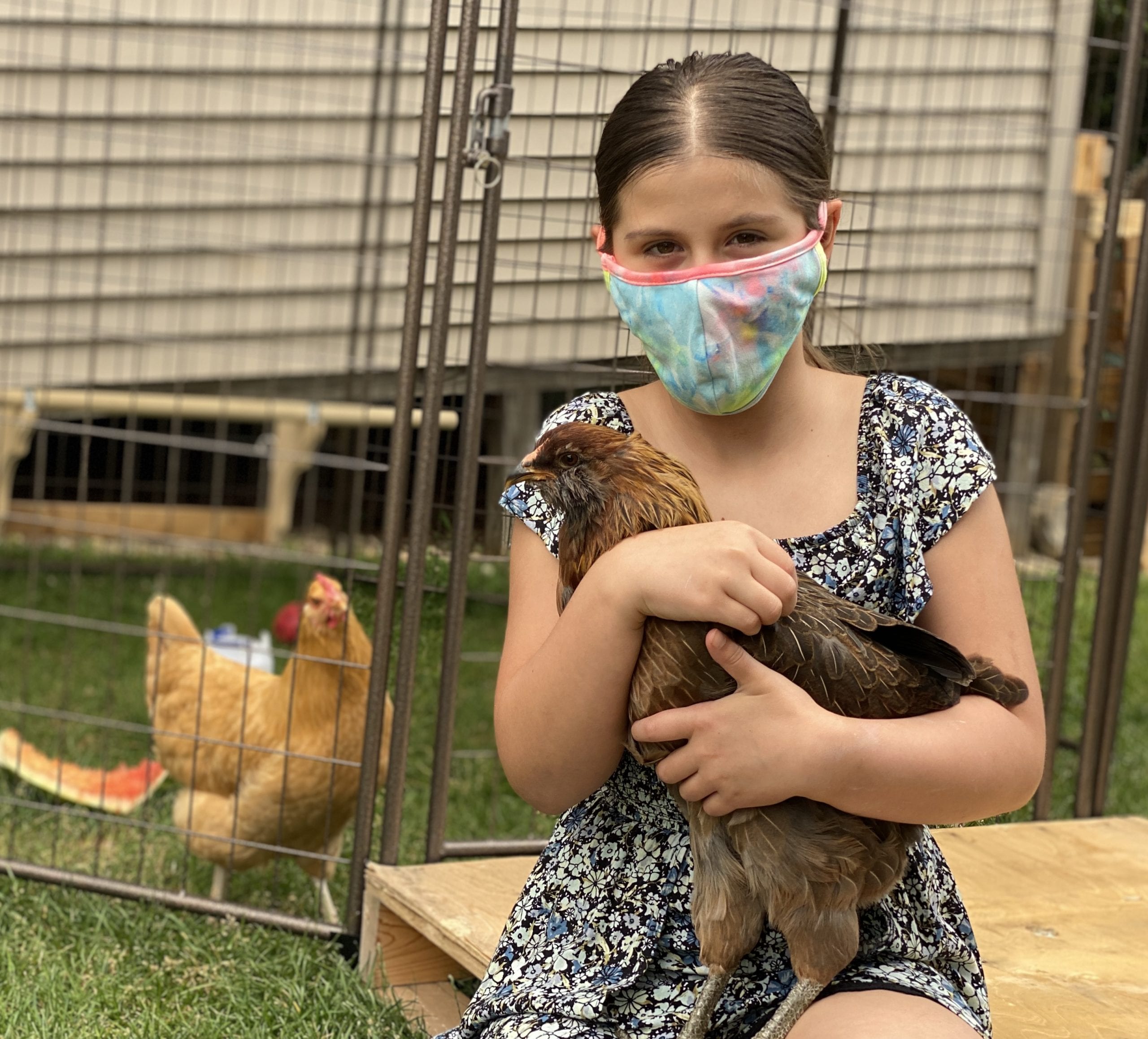 State College - Maeve College Township chickens