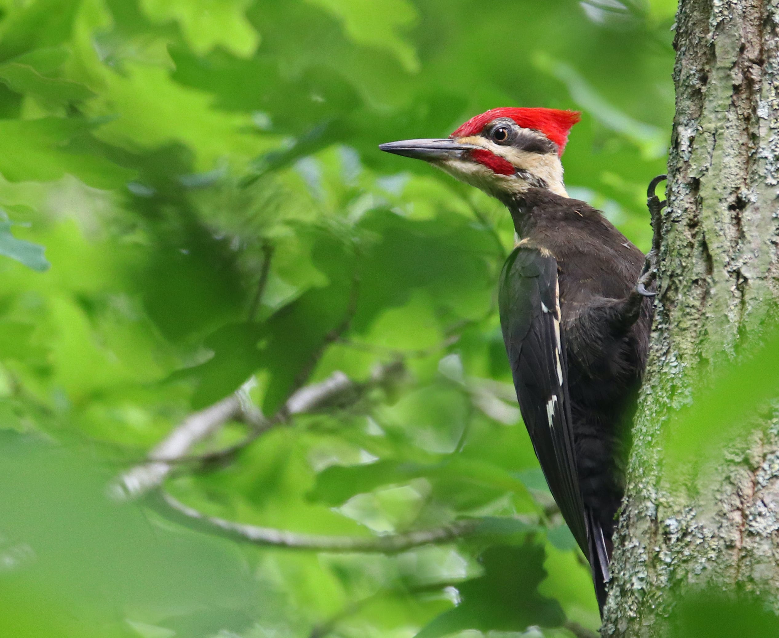 A pileated woodpecker with black body, white face and red top is perched on the side of a tree