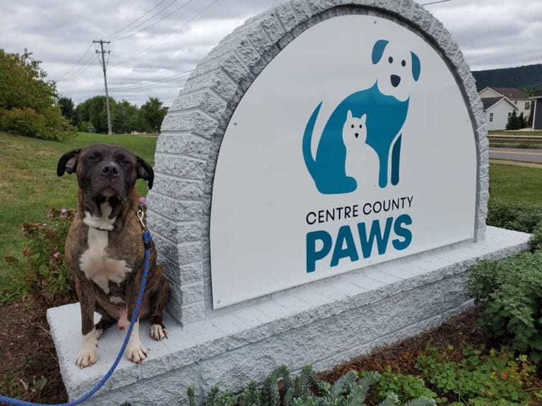 Centre County PAWS to Host Student Art Exhibition, Open House