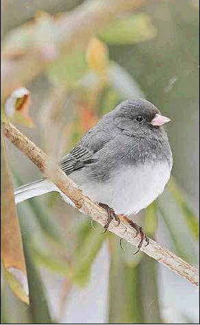 State College - snow bird