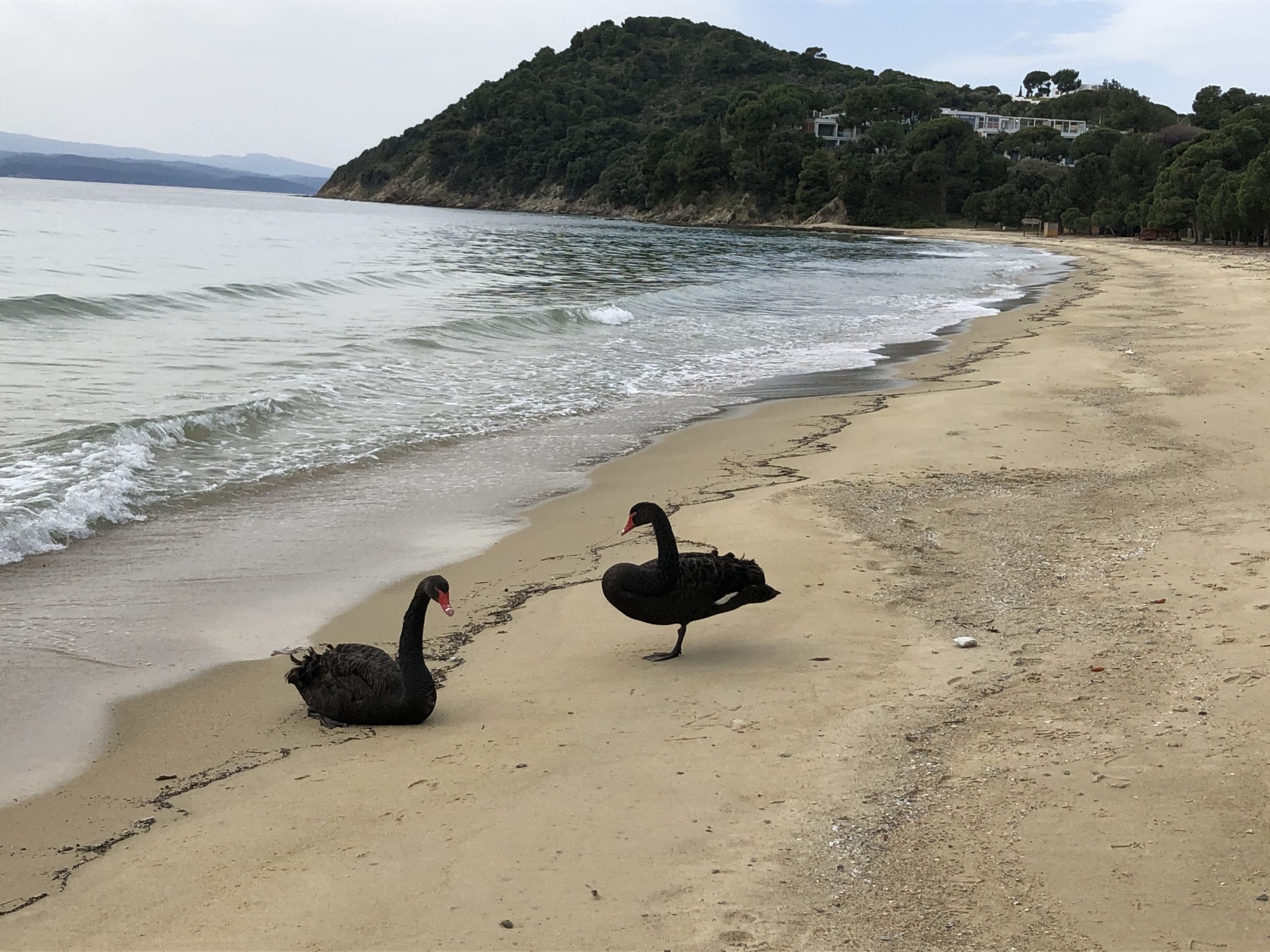 State College - black swans greece