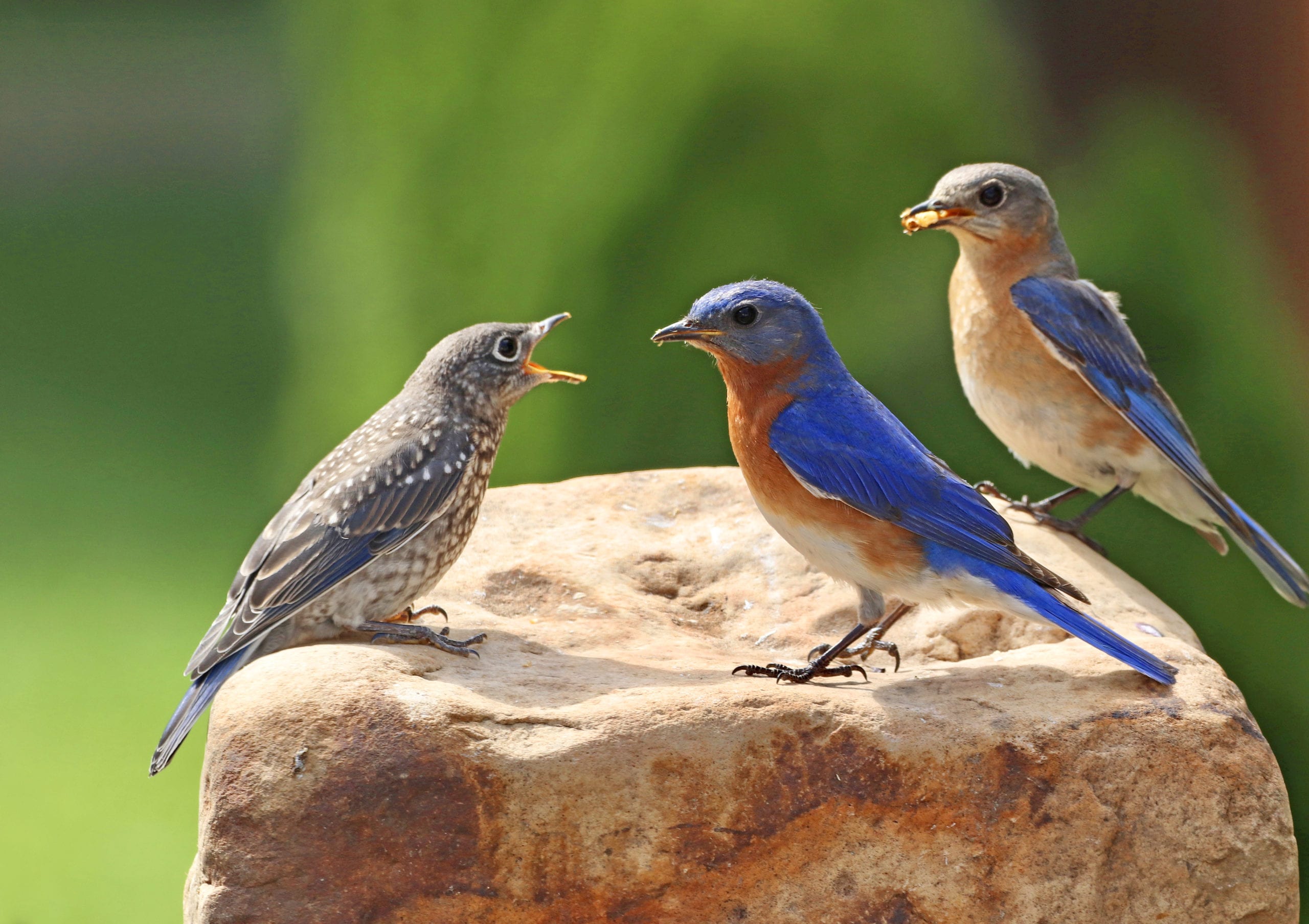 Nature's Ways: One of Everyone's Favorites — the Eastern Bluebird