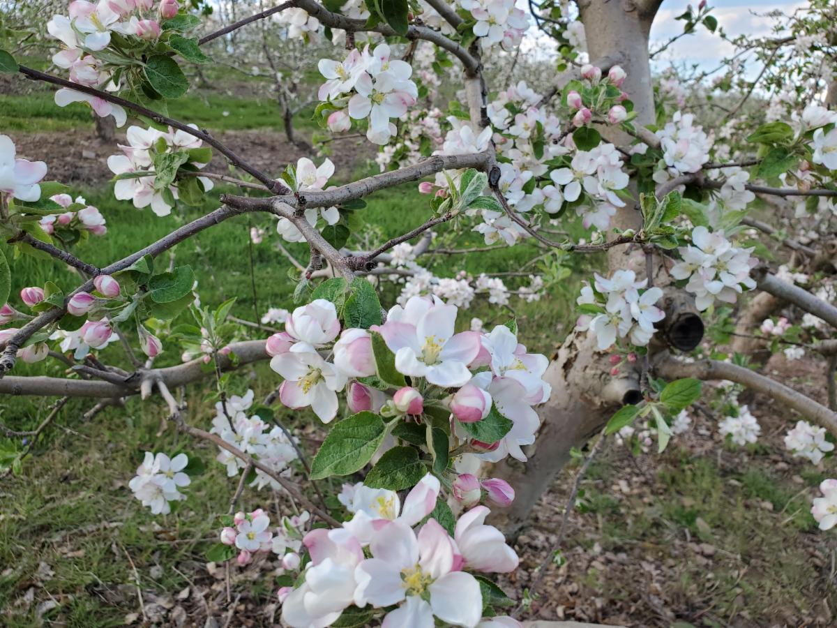 Annual Apple Blossom Festival In State College Pa Event Calendar Statecollege Com