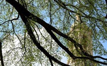 Rooted in History: Penn State’s Heritage Trees Stand for More Than Just Natural Beauty