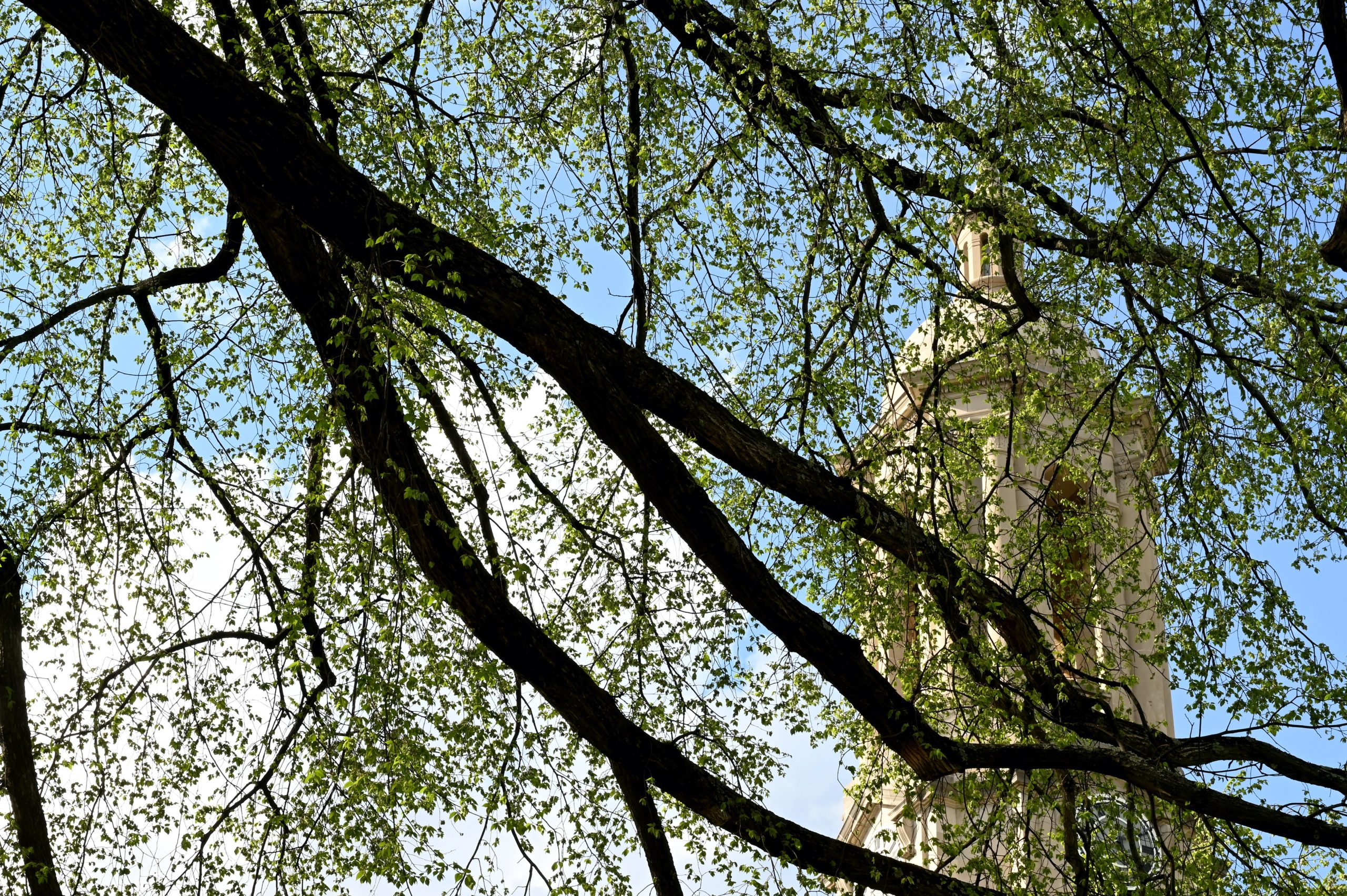 What Willow Folklore Surrounds This Beautiful Weeping Tree?