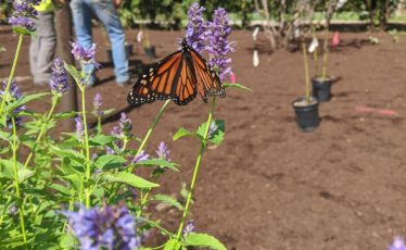 The Long-Awaited Pollinator and Bird Garden Will Be a ‘Magical’ Addition to The Arboretum at Penn State