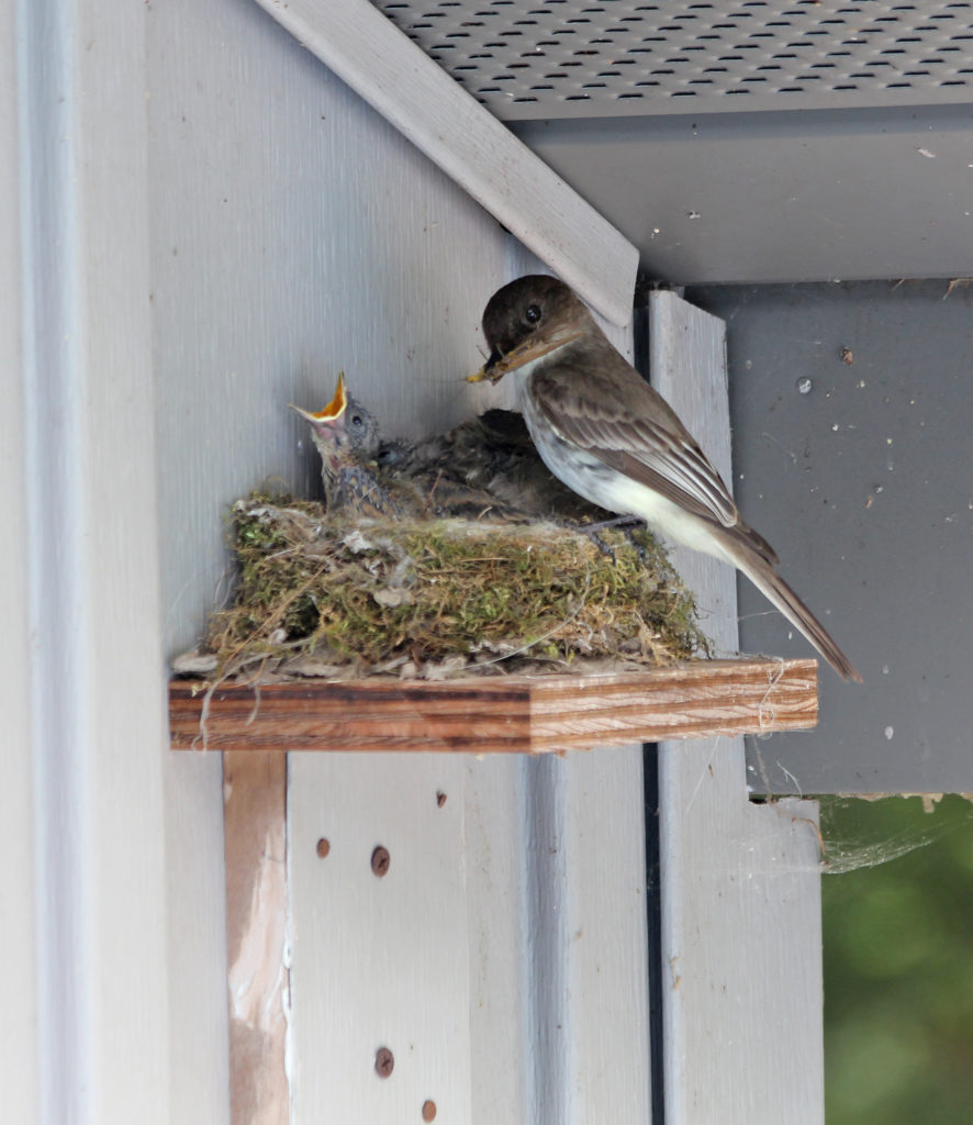 Eastern sales phoebe nest