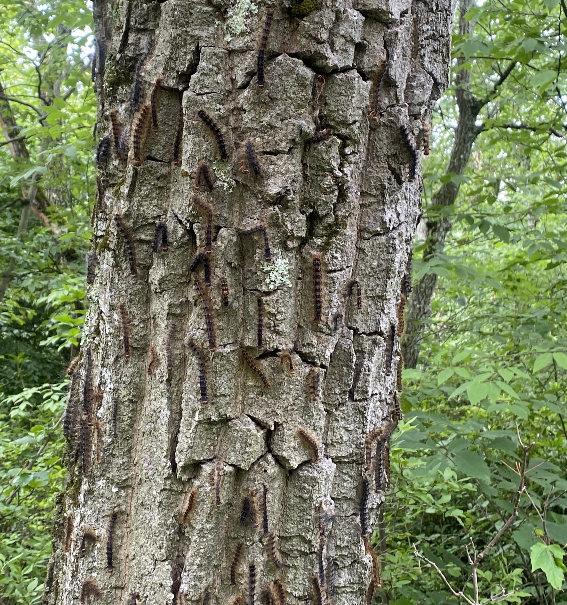 Gypsy Moths Outbreak Affecting Local Trees State College, PA