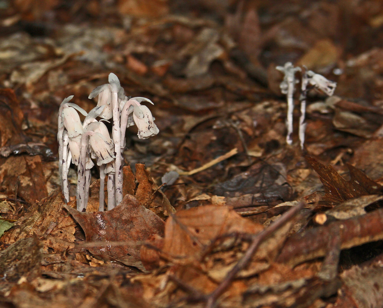 State College - Natures Ways Indian Pipe