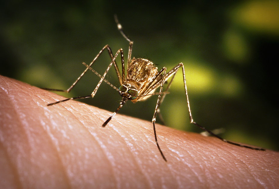 State College - mosquito