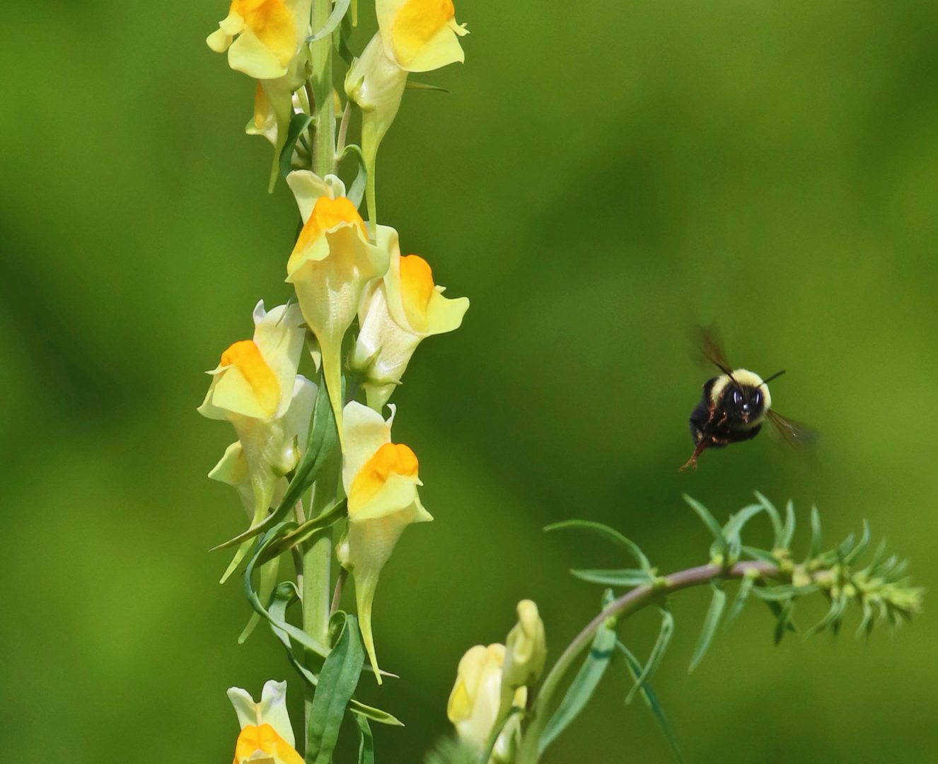 Nature's Ways: Butter-and-Eggs Brighten Fall Days